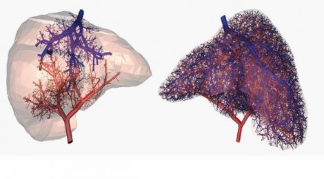 Vasi sanguigni negli organi stampati 3D, problema risolto