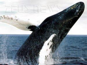 Whaling phishing dirigenti d'azienda Ceo
