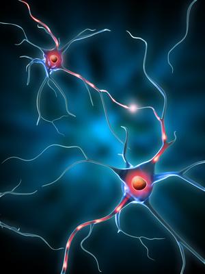 Memristor cervello di gatto sinapsi