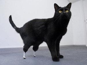 Oscar gatto bionico