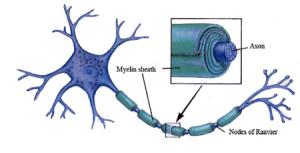 Carla Taveggia mielina sclerosi multipla