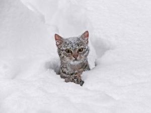 cat in snow not happy