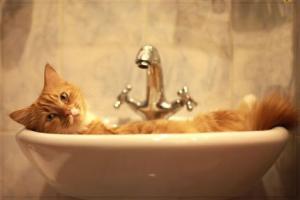 cat relaxed in sink 013