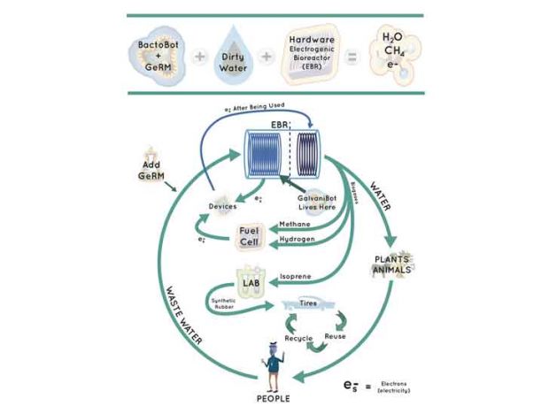 pilus graphic