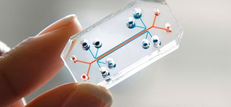 human organ on chip