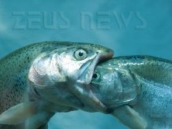 Il pesce grosso mangia quello piccolo, ma ogni tan