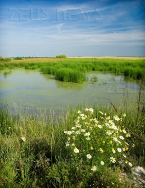 Biodiesel dalle alghe tra 7/10 anni 