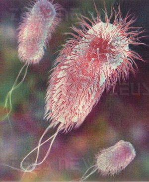 Biodiesel Escherichia Coli