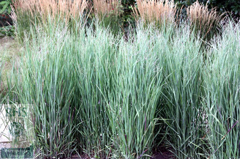 Biocarburante gene mais corngrass1 panico verga