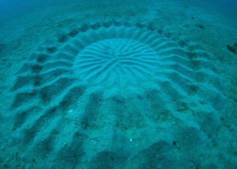 underwater mystery circle