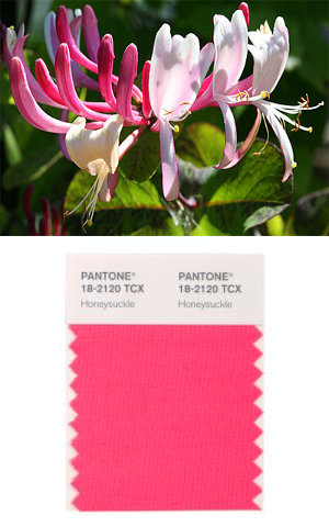 Pantone colore dell'anno 2011 Honeysuckle