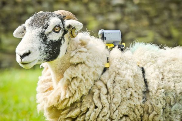sheepcam01