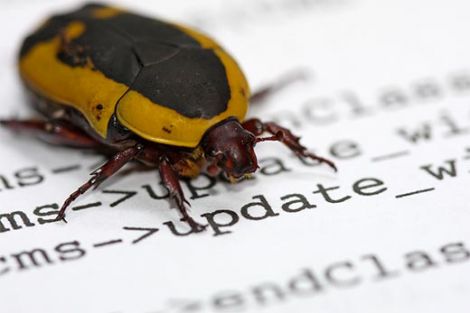 wordpress bug