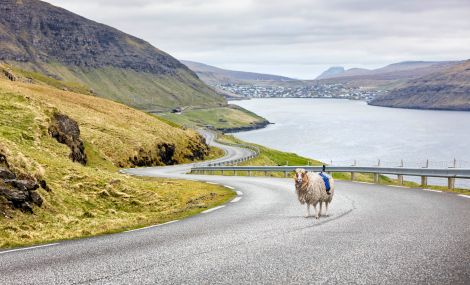 sheep view 360