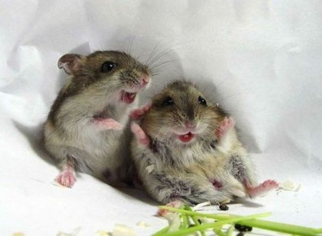 happy mice