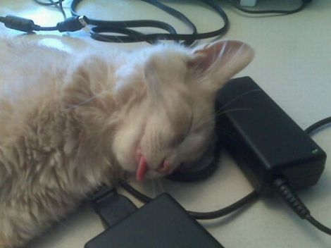 cat asleep with tongue out 066