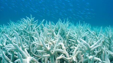 coral bleaching pic