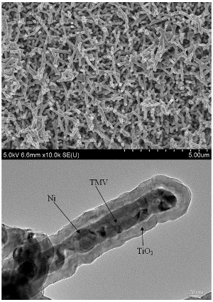 Virus mosaico tabacco batterie ioni litio