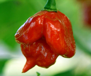 peperoncino piccante Trinidad Scorpion Butch T