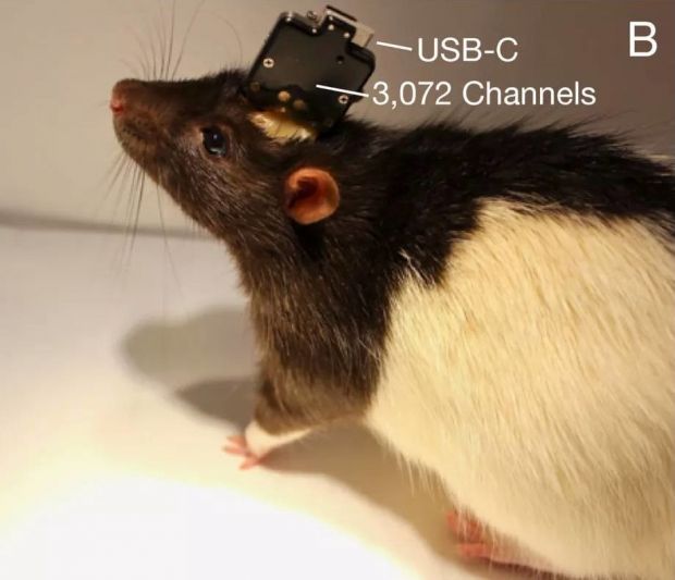 neuralink ratto