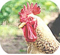 Un gallo in posizione aggressiva