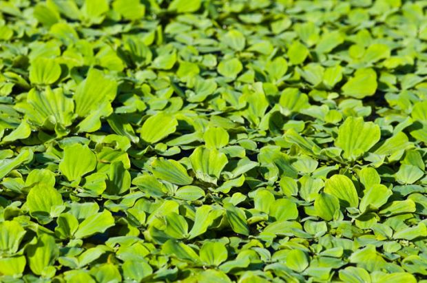 Azolla