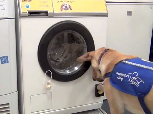 Woof to Wash 2