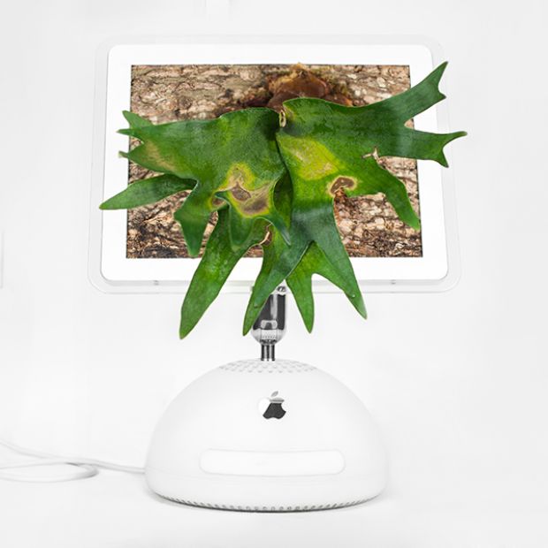 Plant you Mac imacerium monsieur plant 2016 4