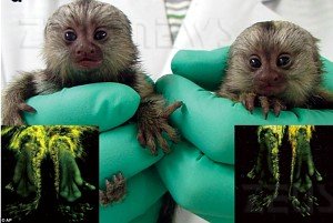 Scimmie fluorescenti marmoset malattie ereditarie