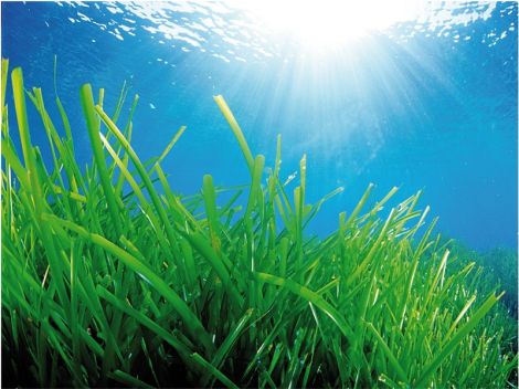 posidonia oceanica longeva