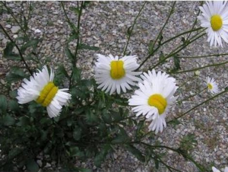 fukushima margherite