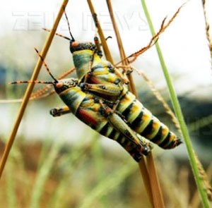 Insetti potenziati sessualmente pesticidi