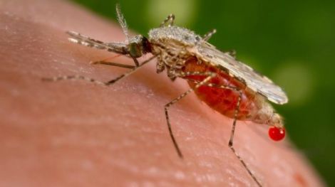 zanzara malaria ingegneria genetica