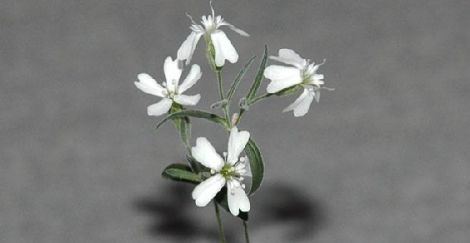 Silene stenophylla 30000 anni permafrost