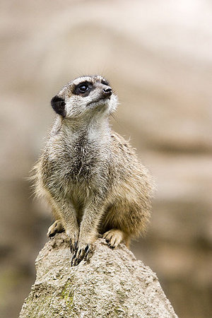 Ubuntu 10.10 Maverick Meerkat beta uTouch Unity