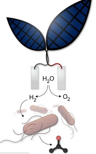 bionic leaf converts sunlight into liquid fuel