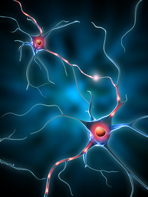 Memristor cervello di gatto sinapsi