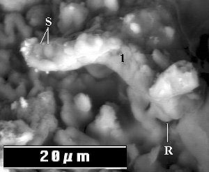 Hoover vita sulla Terra batteri alieni meteoriti