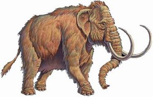 Mammut DNA clonazione