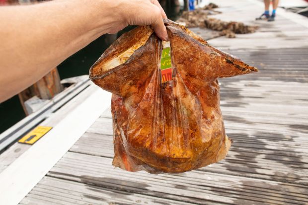 biodegradable bags study
