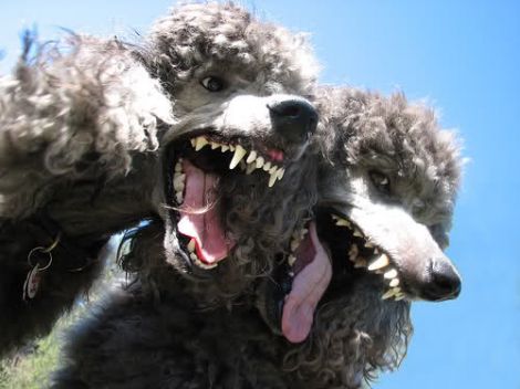 poodle falla ssl google