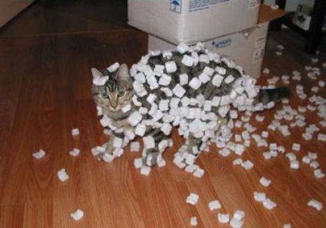 cat with static polystyrene attached