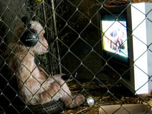 Alle scimmie piace la TV ricerca Kyoto