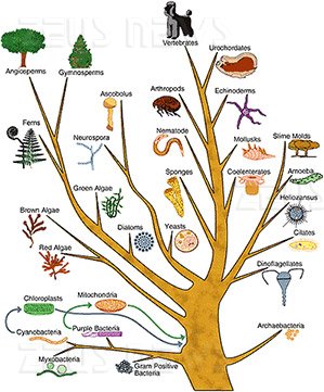 Microsoft brevetta albero filogenetico Science
