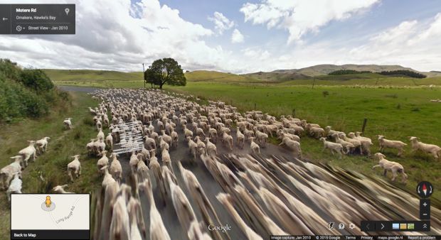 sheep view 03