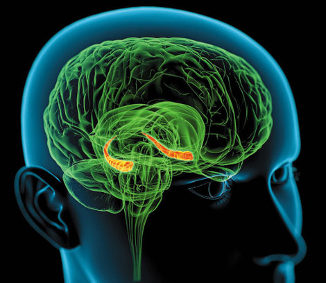 Neuroni CA1 ippocampo memorie autobiografiche