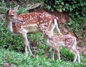 Google Street View cerbiatto investito Bambi