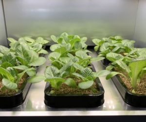 Articolo in evidenza