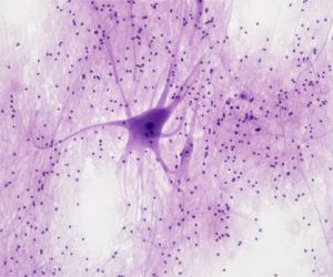 Articolo in evidenza