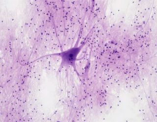 Articolo in evidenza